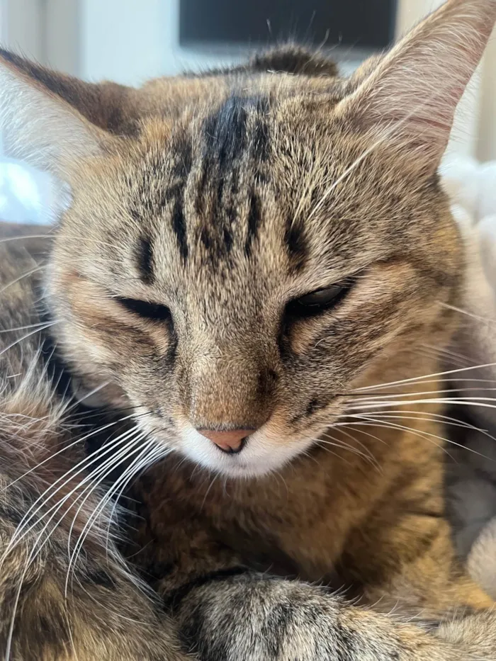 Gato ra a SRD-ViraLata idade 6 ou mais anos nome Amora