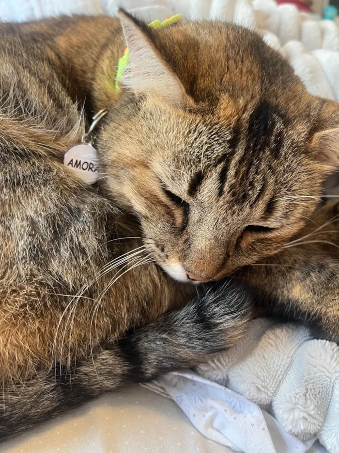 Gato ra a SRD-ViraLata idade 6 ou mais anos nome Amora