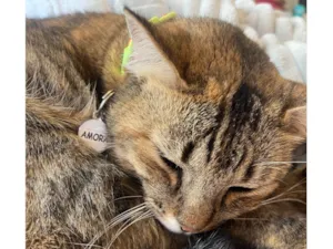 Gato raça SRD-ViraLata idade 6 ou mais anos nome Amora