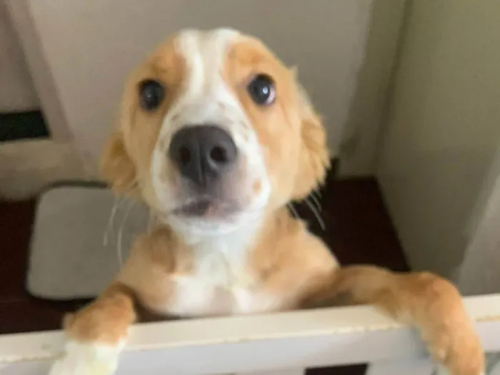 Cachorro ra a SRD-ViraLata idade 2 a 6 meses nome Mel