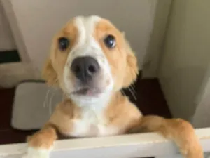 Cachorro raça SRD-ViraLata idade 2 a 6 meses nome Mel