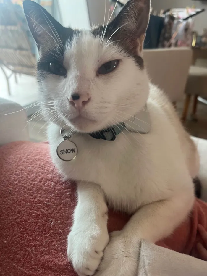Gato ra a SRD-ViraLata idade 6 ou mais anos nome Snow