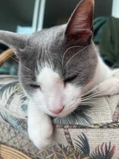 Gato raça SRD-ViraLata idade 6 ou mais anos nome Blue