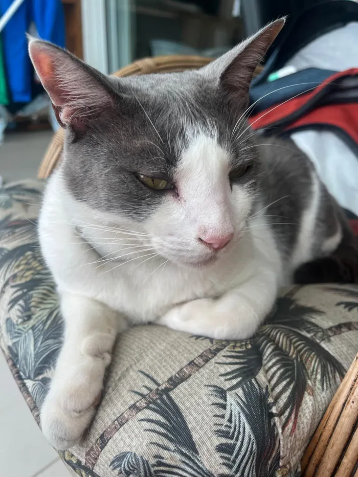 Gato ra a SRD-ViraLata idade 6 ou mais anos nome Blue