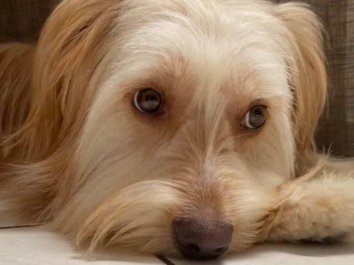 Cachorro ra a SRD-ViraLata idade 2 anos nome Calamelo