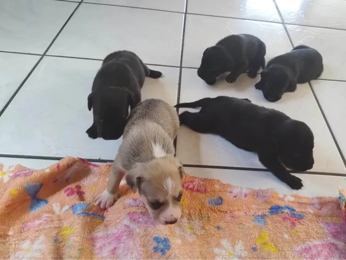 Cachorro ra a SRD-ViraLata idade Abaixo de 2 meses nome Cinzento e irmaos