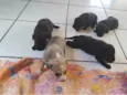 Cinzento e irmaos