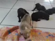 Cinzento e irmaos