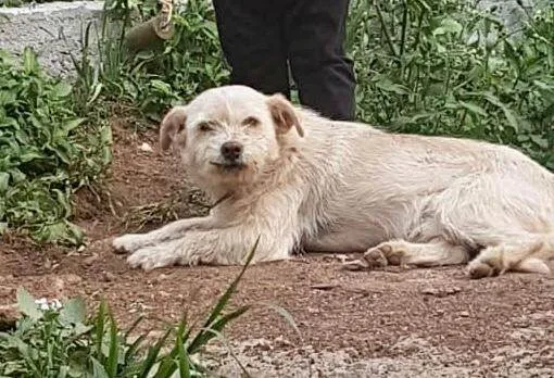 Cachorro ra a SRD-ViraLata idade 6 ou mais anos nome Pipoka