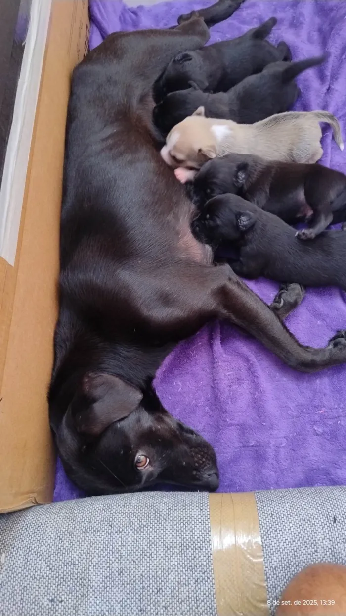 Cachorro ra a SRD-ViraLata idade Abaixo de 2 meses nome Cinzento e irmaos