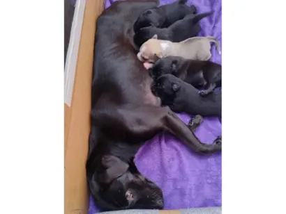 Cachorro raça SRD-ViraLata idade Abaixo de 2 meses nome Cinzento e irmaos