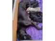Cinzento e irmaos