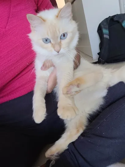 Gato raça SRD-ViraLata idade 6 ou mais anos nome Izzie