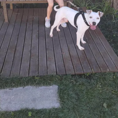 Cachorro raça SRD-ViraLata idade 3 anos nome Billy