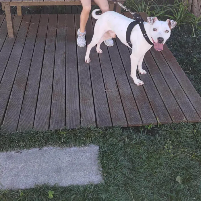 Cachorro ra a SRD-ViraLata idade 3 anos nome Billy