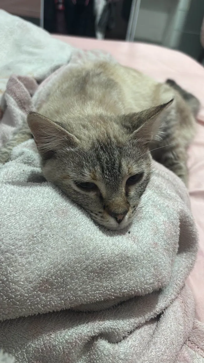 Gato ra a SRD-ViraLata idade 2 a 6 meses nome Sem nome