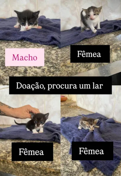 Gato raça SRD-ViraLata idade 2 a 6 meses nome LUIS CARLOS DE OLIVEIRA