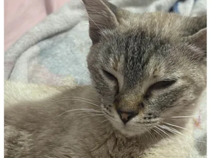 Gato raça SRD-ViraLata idade 2 a 6 meses nome Sem nome