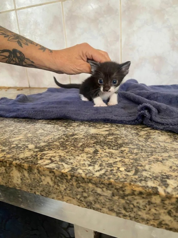 Gato ra a SRD-ViraLata idade 2 a 6 meses nome LUIS CARLOS DE OLIVEIRA