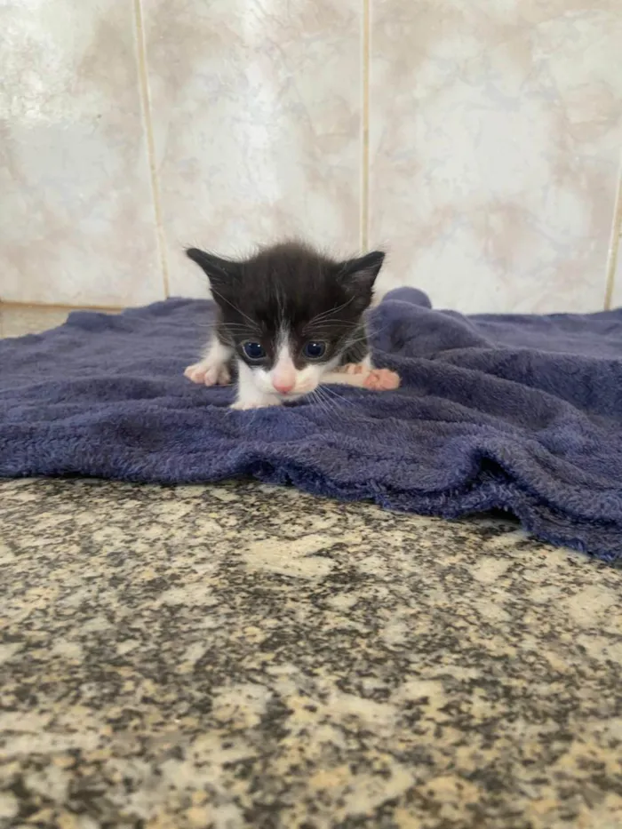 Gato ra a SRD-ViraLata idade 2 a 6 meses nome LUIS CARLOS DE OLIVEIRA