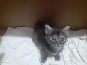 Gato raça SRD-ViraLata idade Abaixo de 2 meses nome Sem nome