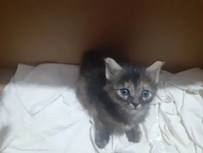 Gato raça SRD-ViraLata idade Abaixo de 2 meses nome Sem nome