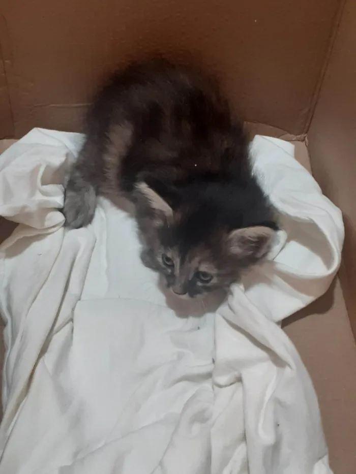 Gato ra a SRD-ViraLata idade Abaixo de 2 meses nome Sem nome