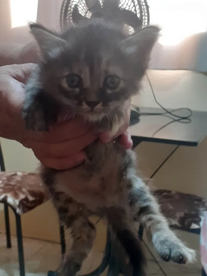 Gato ra a SRD-ViraLata idade Abaixo de 2 meses nome Sem nome