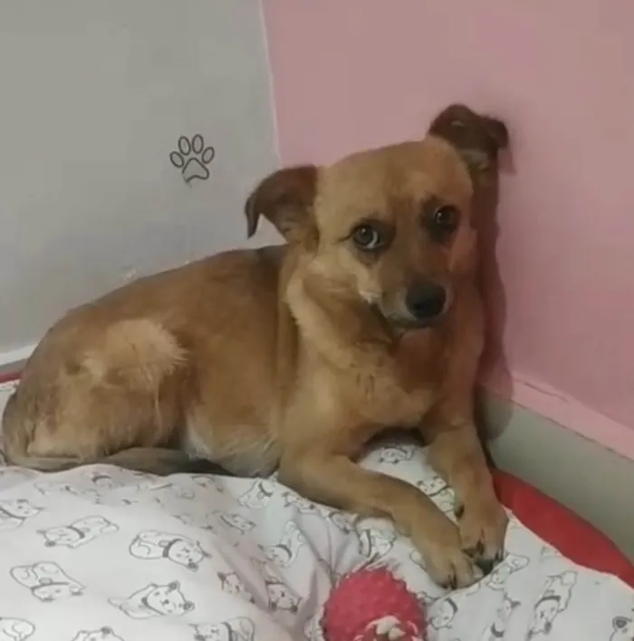 Cachorro ra a SRD-ViraLata idade 2 anos nome Nina 