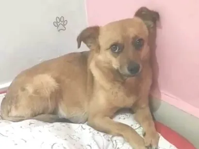 Cachorro raça SRD-ViraLata idade 2 anos nome Nina 