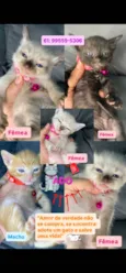 Gatinhos 