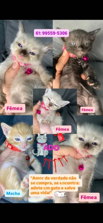 Gato raça SRD-ViraLata idade Abaixo de 2 meses nome Gatinhos 