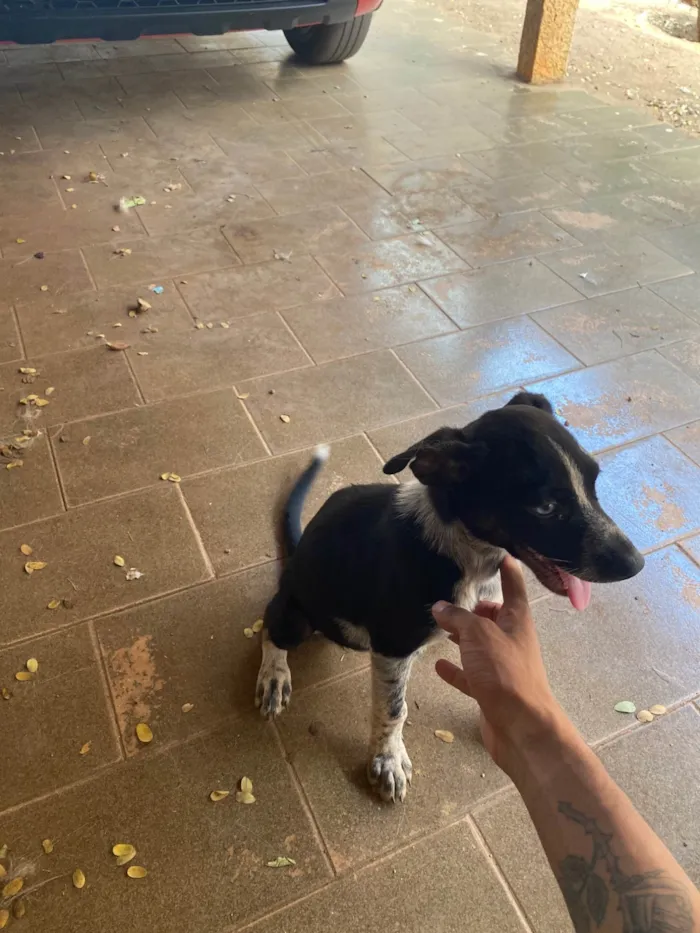 Cachorro ra a SRD-ViraLata idade 2 a 6 meses nome Não tem nome 