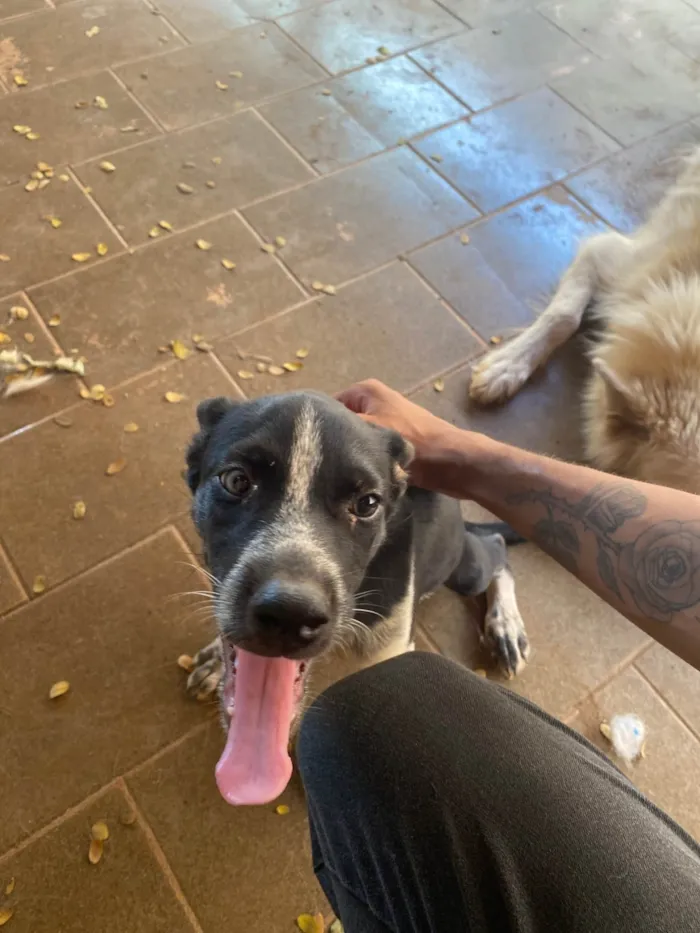 Cachorro ra a SRD-ViraLata idade 2 a 6 meses nome Não tem nome 