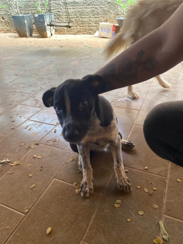 Cachorro ra a SRD-ViraLata idade 2 a 6 meses nome Não tem nome 