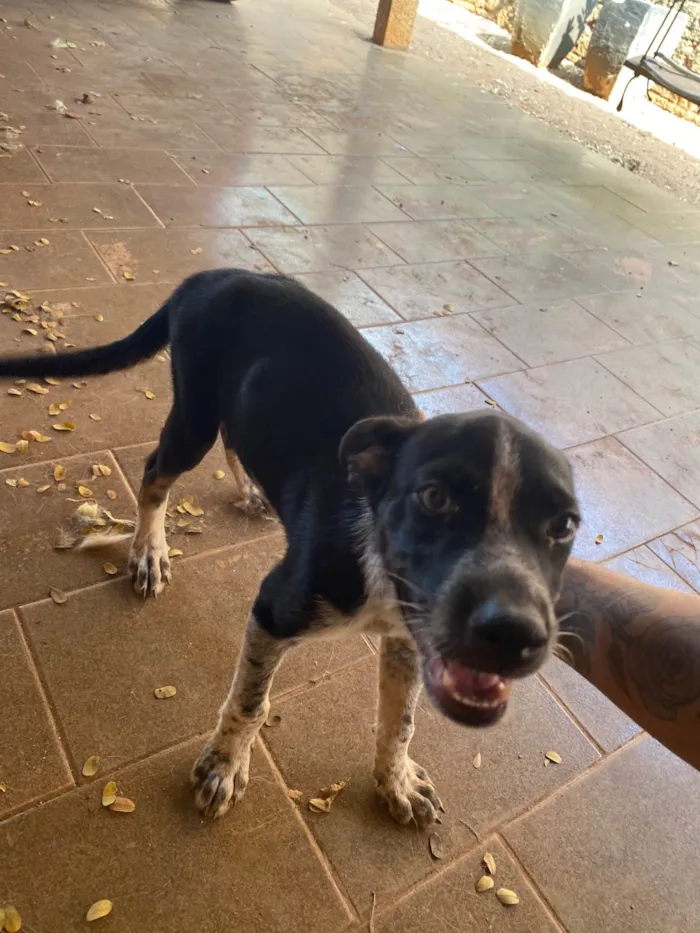 Cachorro ra a SRD-ViraLata idade 2 a 6 meses nome Não tem nome 