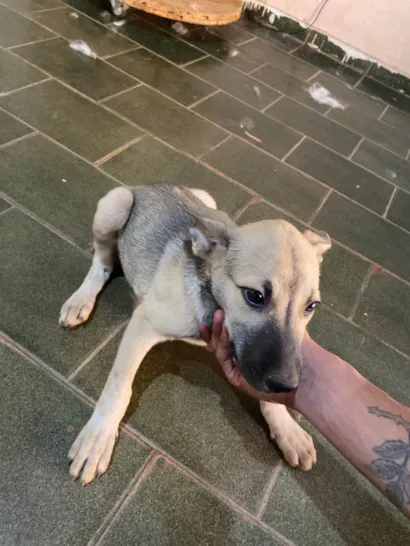 Cachorro raça SRD-ViraLata idade 2 a 6 meses nome Não tem nome 