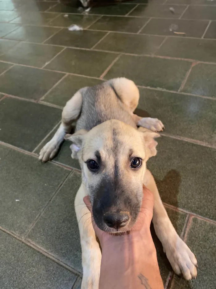 Cachorro ra a SRD-ViraLata idade 2 a 6 meses nome Não tem nome 