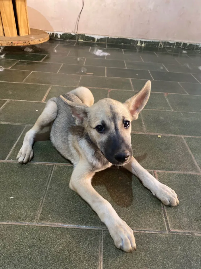 Cachorro ra a SRD-ViraLata idade 2 a 6 meses nome Não tem nome 