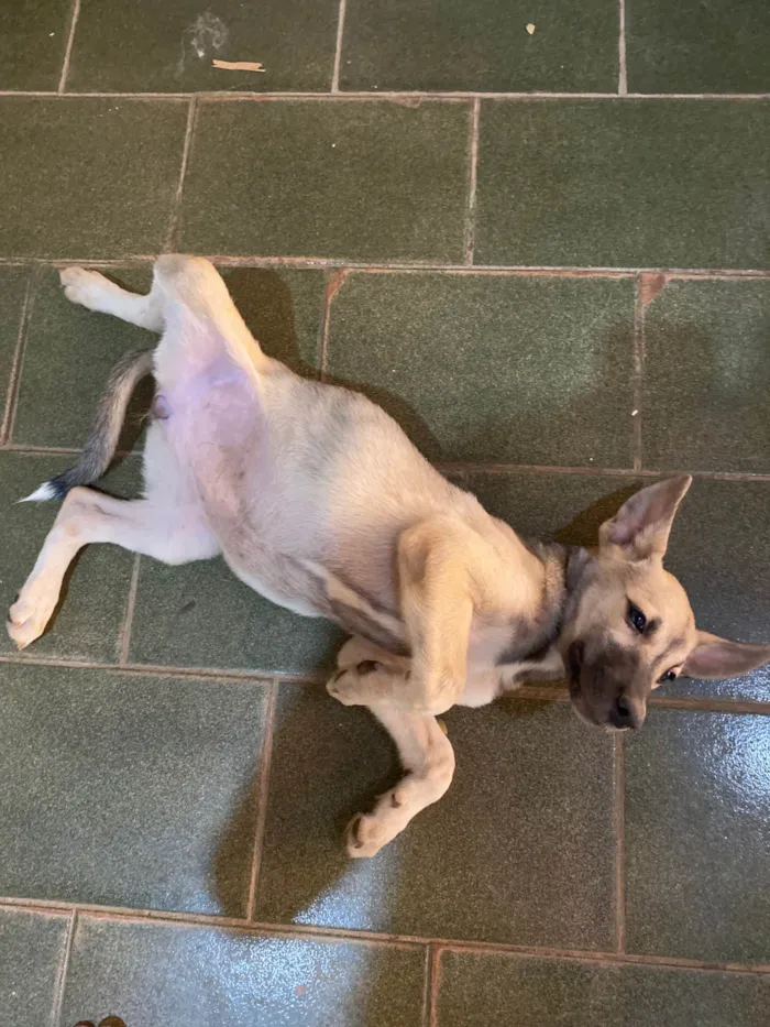 Cachorro ra a SRD-ViraLata idade 2 a 6 meses nome Não tem nome 