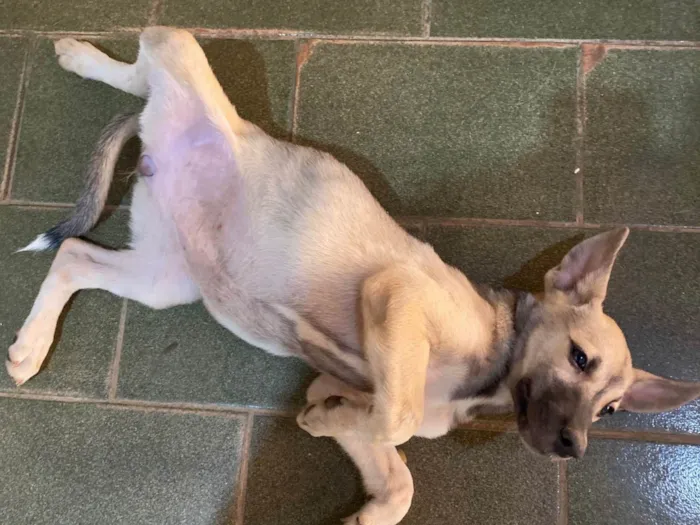 Cachorro ra a SRD-ViraLata idade 2 a 6 meses nome Não tem nome 