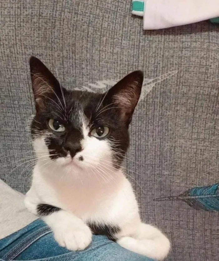 Gato ra a SRD-ViraLata idade 3 anos nome Murisca, Frederico, Menino Feio