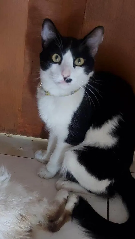 Gato ra a SRD-ViraLata idade 3 anos nome Murisca, Frederico, Menino Feio