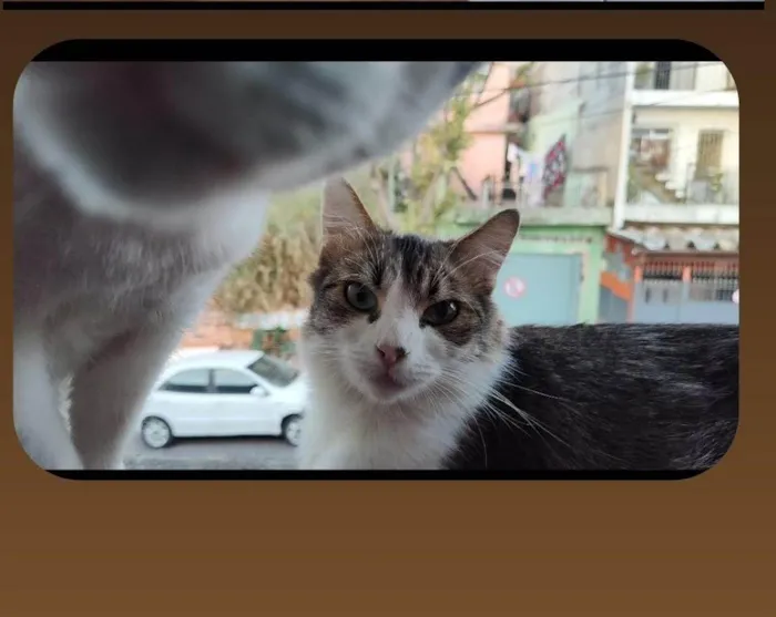Gato ra a SRD-ViraLata idade 3 anos nome Murisca, Frederico, Menino Feio