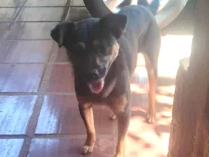 Cachorro raça SRD-ViraLata idade 2 anos nome Tequila 