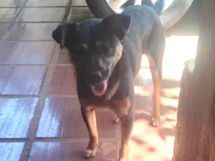 Cachorro ra a SRD-ViraLata idade 2 anos nome Tequila 