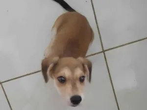 Cachorro raça SRD-ViraLata idade 2 a 6 meses nome Mel