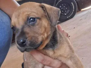 Cachorro raça SRD-ViraLata idade Abaixo de 2 meses nome Sem nome definido