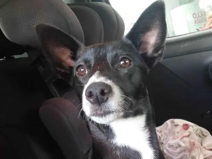 Cachorro ra a SRD-ViraLata idade 7 a 11 meses nome Pérola 