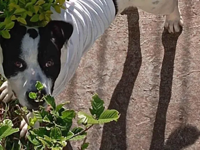 Cachorro ra a SRD-ViraLata idade 1 ano nome Bruce